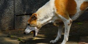 My Dog Has Brown Vomit