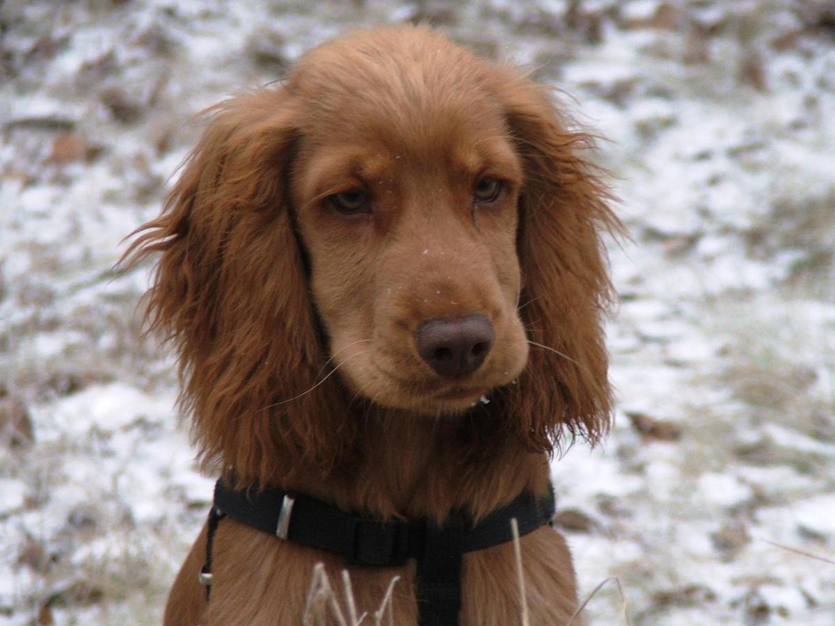 English Cocker Spaniel Grooming Tips