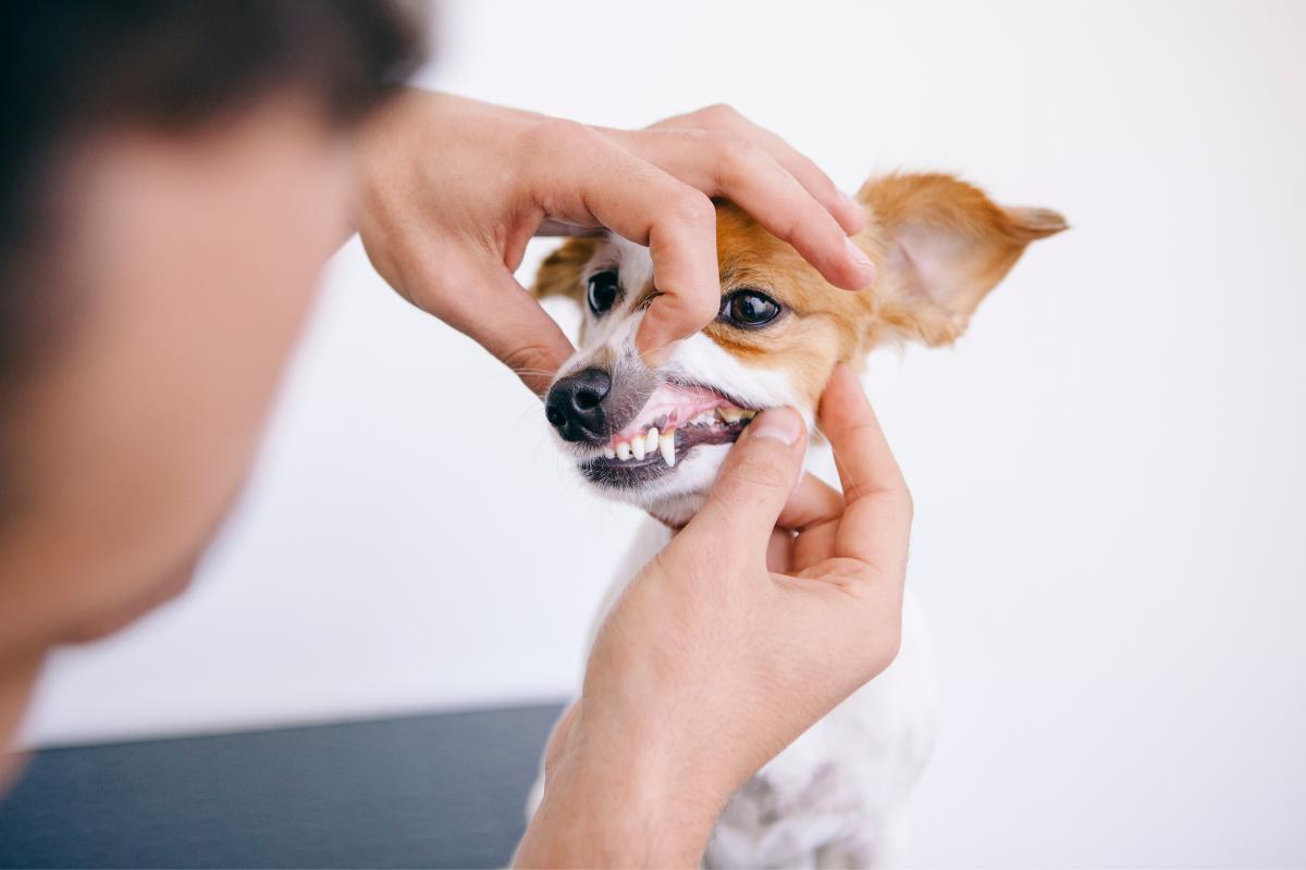 How to Relieve Tooth Pain in Dogs?