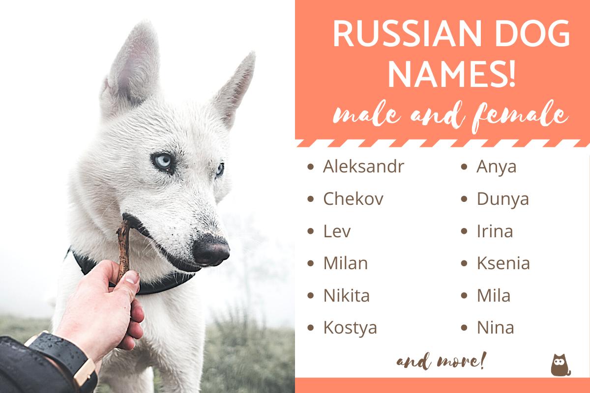 Russian Dog Names and Their Meaning Male and Female