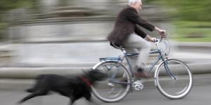 Why Do Dogs Chase Cars and Bikes?