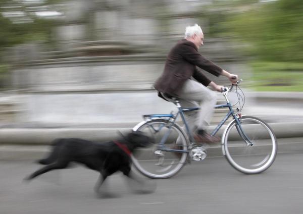 Why Do Dogs Chase Cars and Bikes?