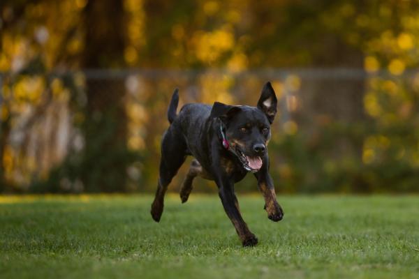 Why Do Dogs Chase Cars and Bikes? - Why do dogs chase moving vehicles?