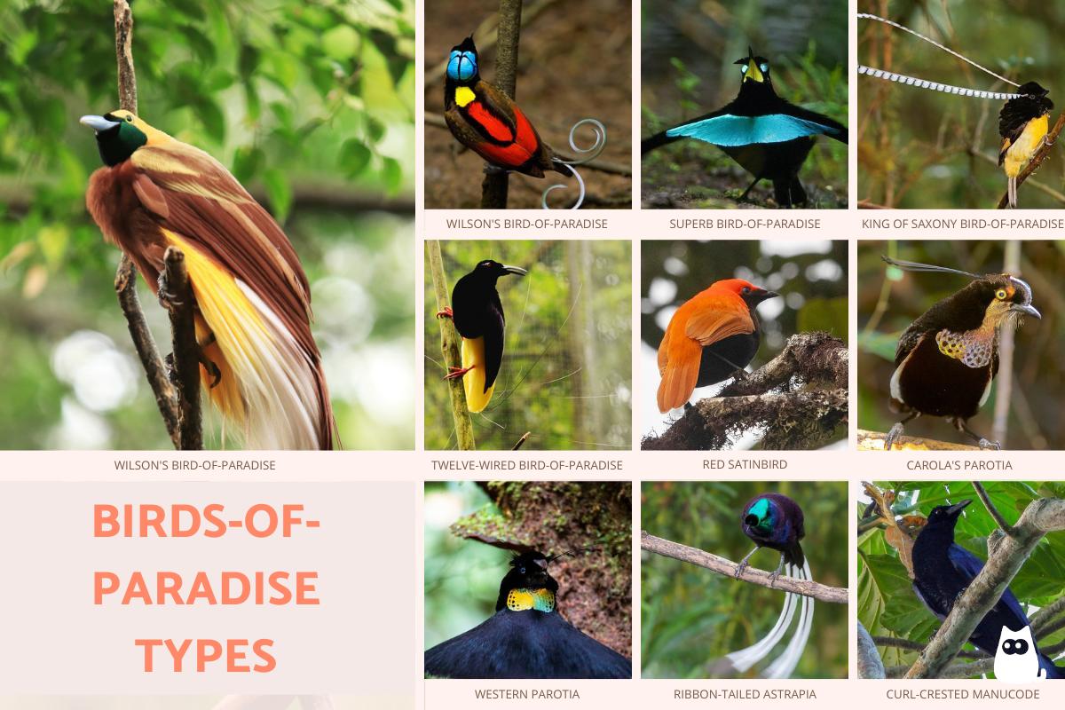 Types Of Birds of Paradise Species List With Photos