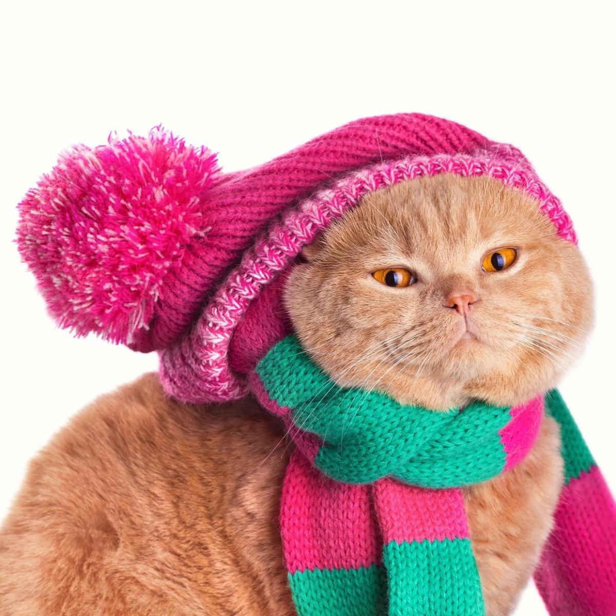 Do Cats Feel the Cold?
