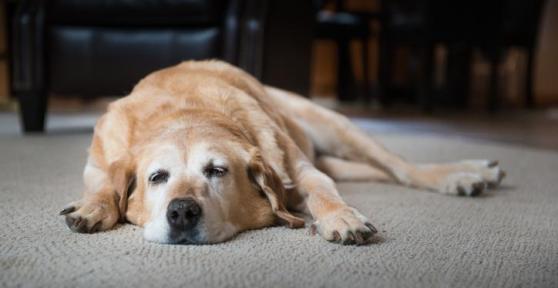 My Dog Seems Sad and Tired
