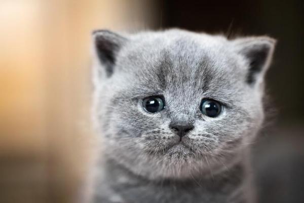 Why Does a Cat Cry All the Time?