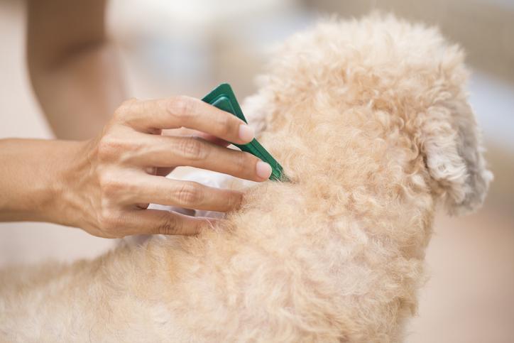 How Long After Flea Treatment Can I Bathe My Dog?