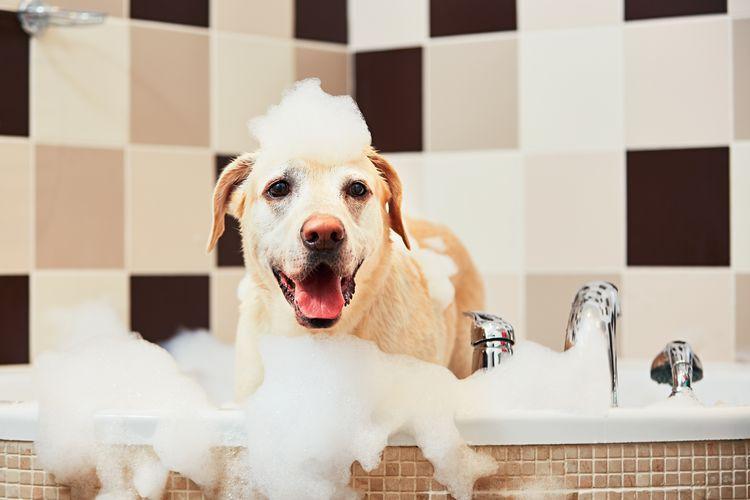 How Long After Flea Treatment Can I Bathe My Dog?
