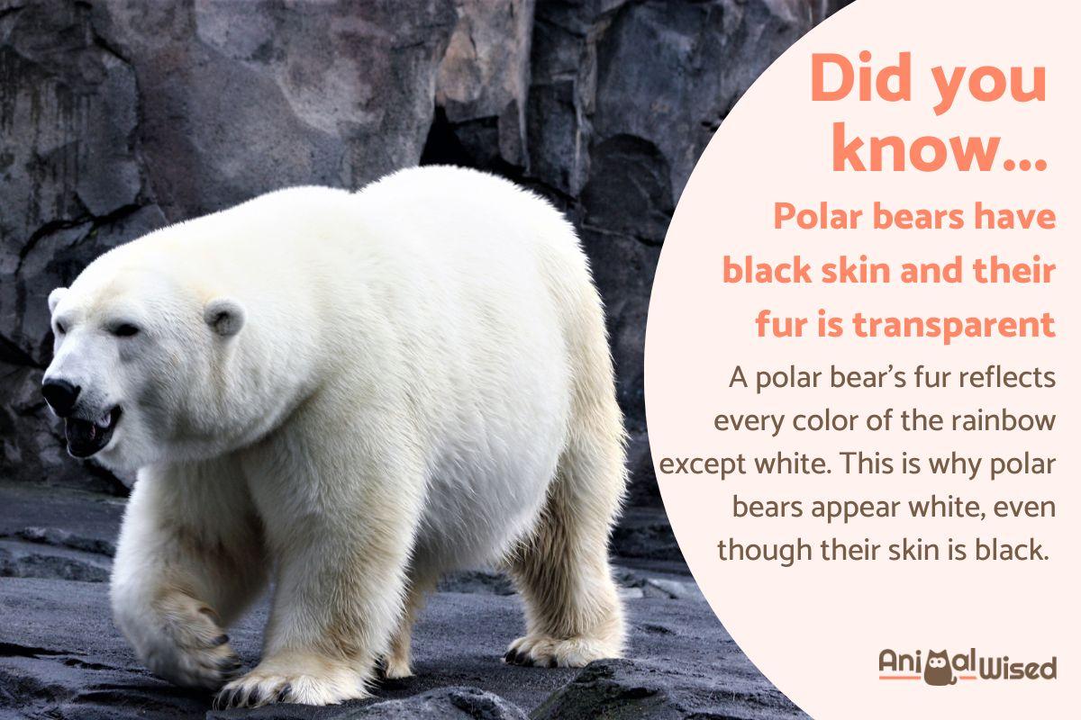 20 Amazing Facts About Polar Bears