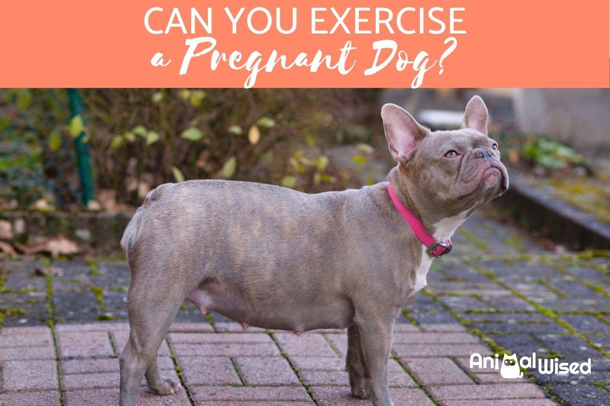 Can You Exercise a Pregnant Dog?
