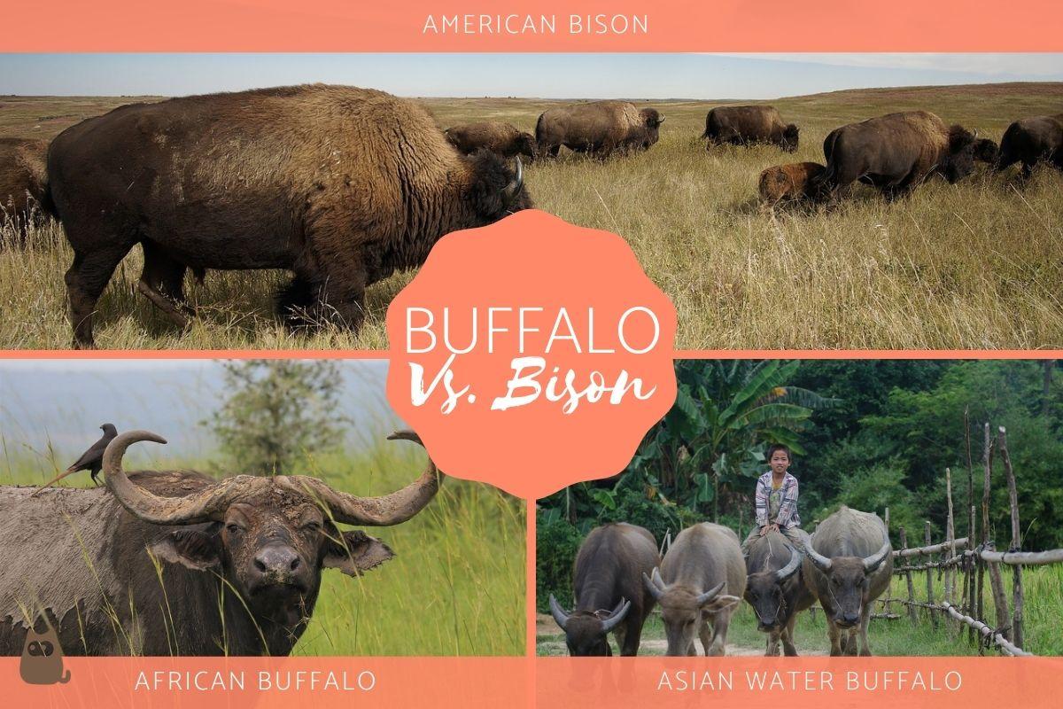 Differences Between Buffaloes, Water Buffaloes and Bison