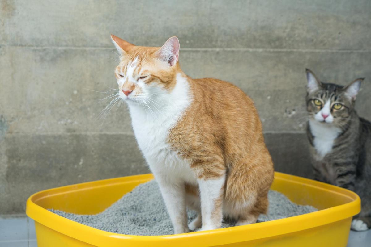 Liquid Paraffin for Cats - Uses, Dosage and Side Effects