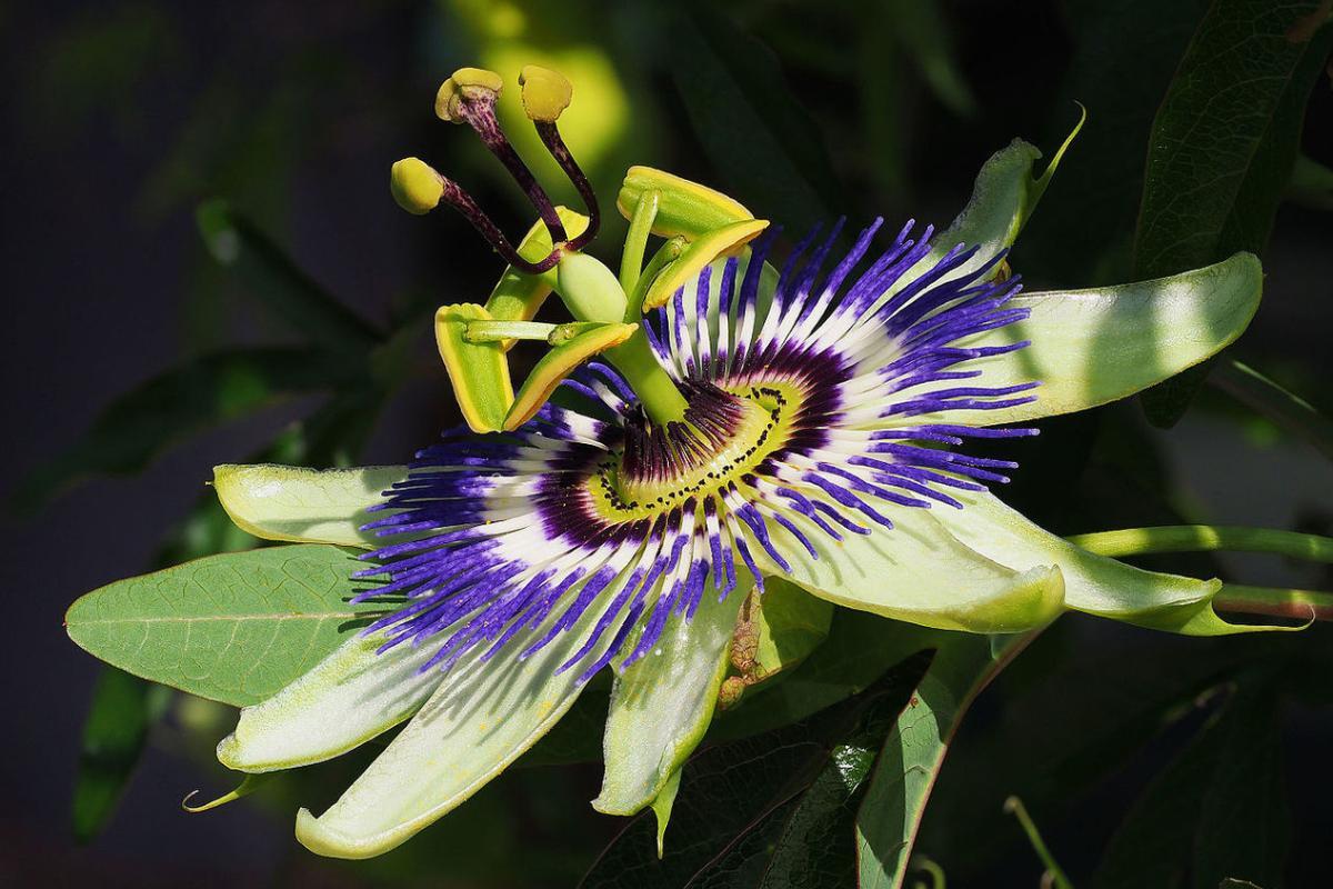 Passionflower for Dogs