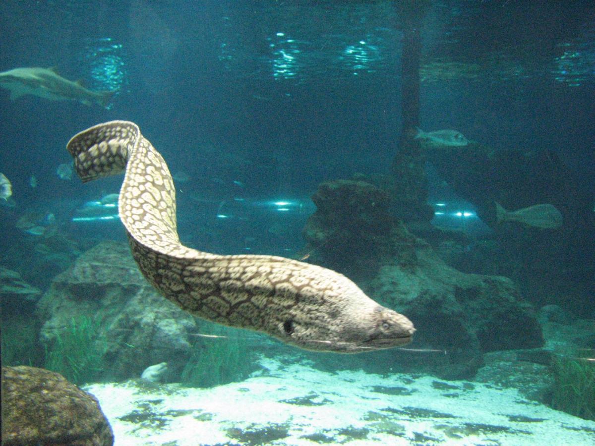 Types of Freshwater Fish