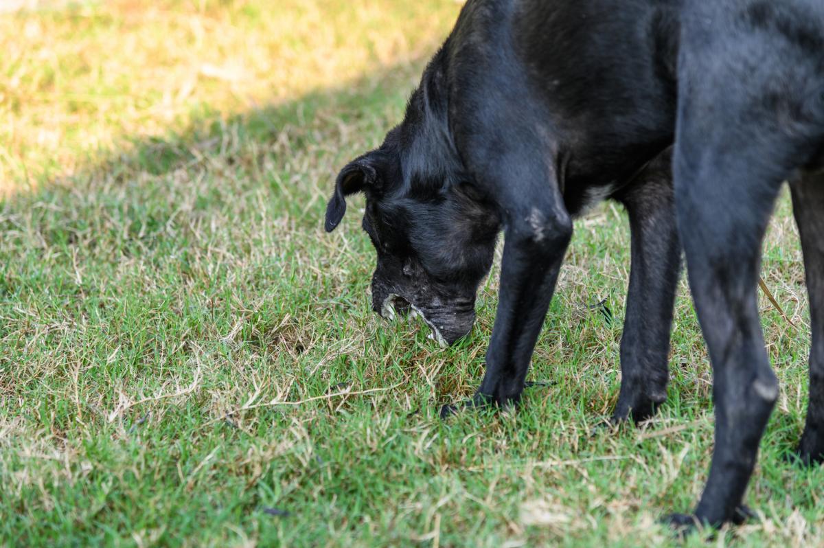 Rat Poison in Dogs - Symptoms and Treatment