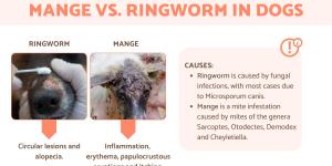 Difference Between Mange vs. Ringworm in Dogs