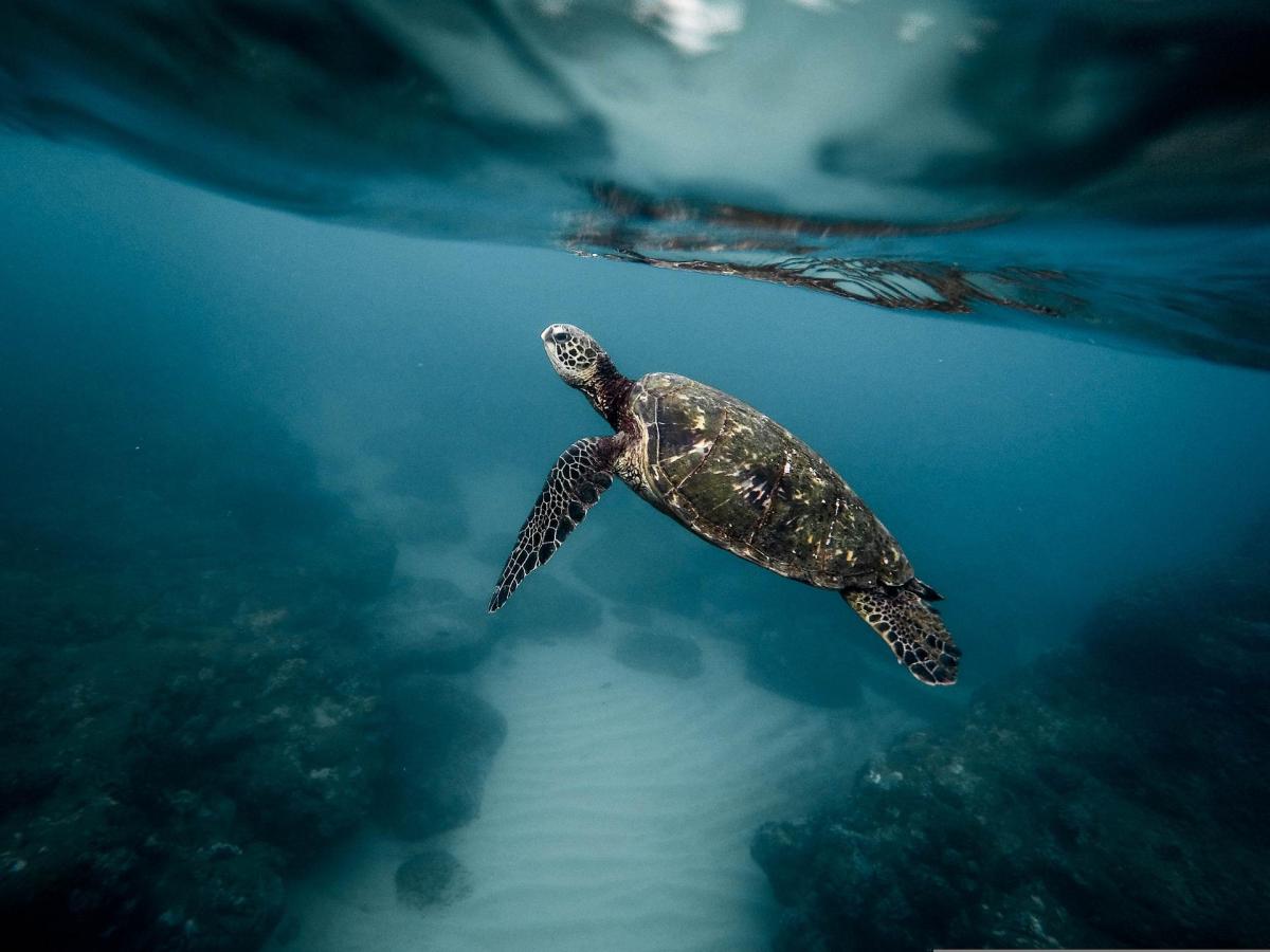 How Do Turtles and Tortoises Breathe?