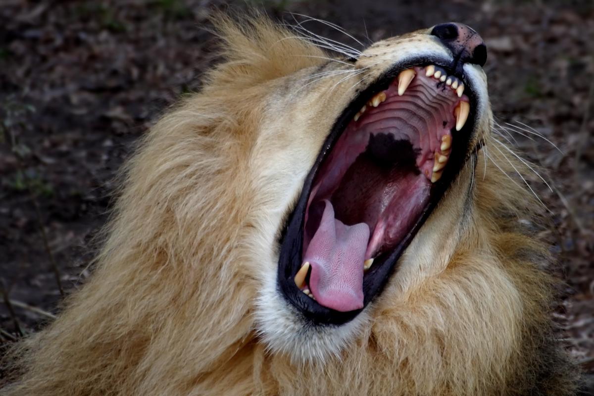 How Vertebrate Jaws and Teeth Evolved