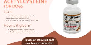 Acetylcysteine for Dogs - Uses, Dosage and Administration