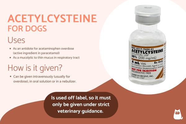 Acetylcysteine for Dogs - Uses, Dosage and Administration