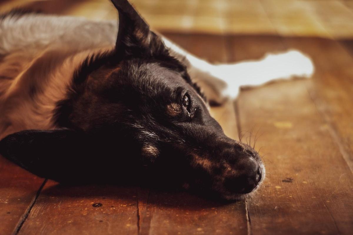 What Is Calmatonine for Dogs?