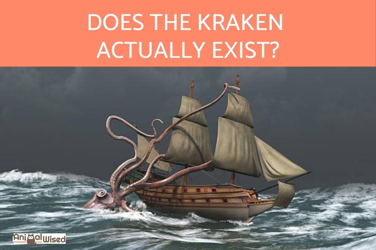 Does the Kraken Exist?