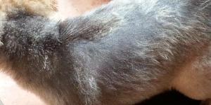 Why Does My Dog Have Black Skin?