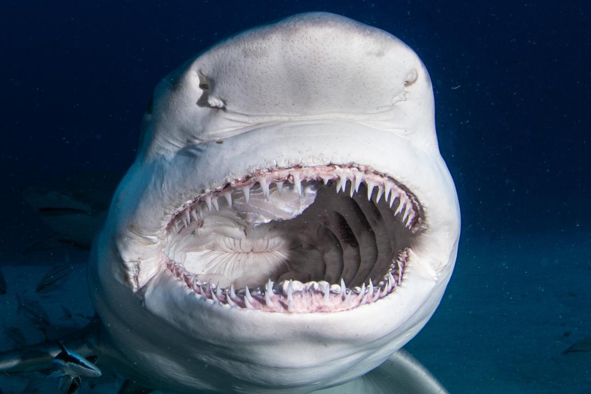 How Does a Shark’s Tongue Work?