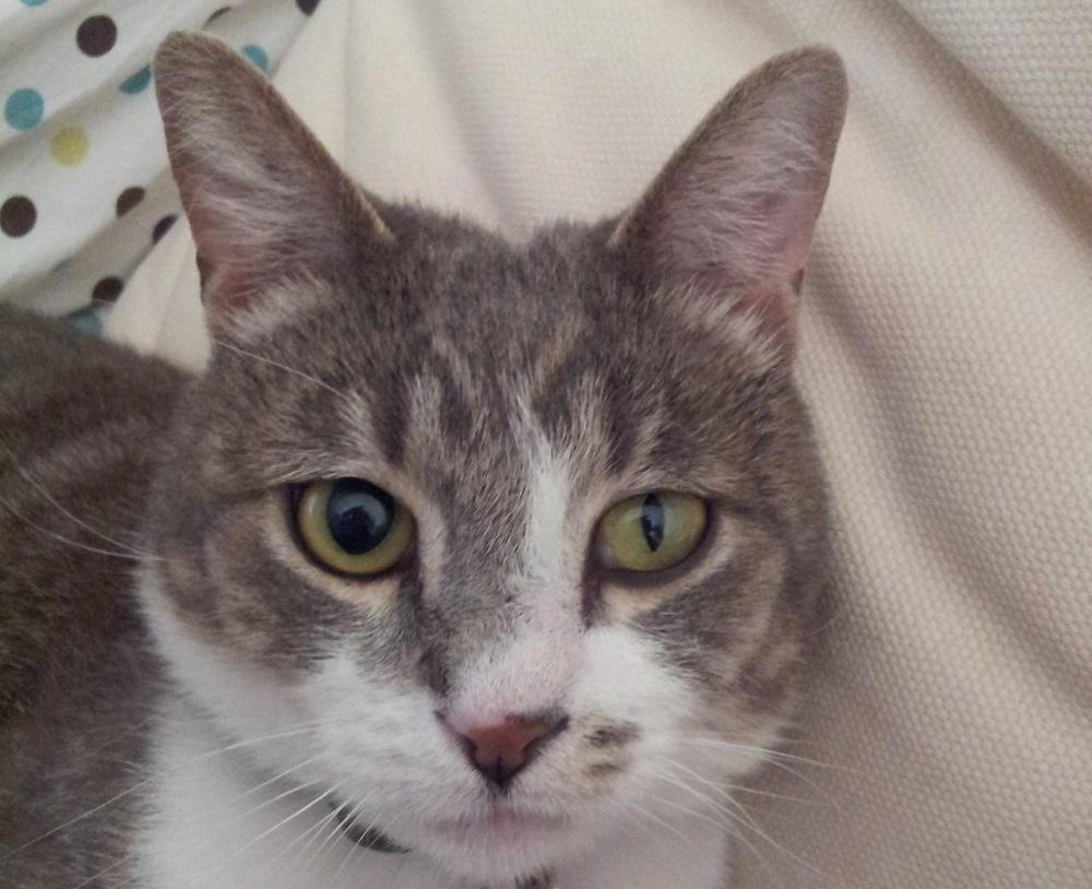 Horner’s Syndrome in Cats - Causes and Treatment