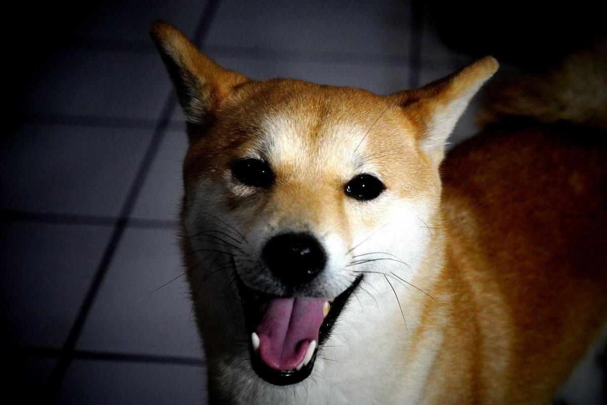How to Stop My Shiba Inu Biting Me
