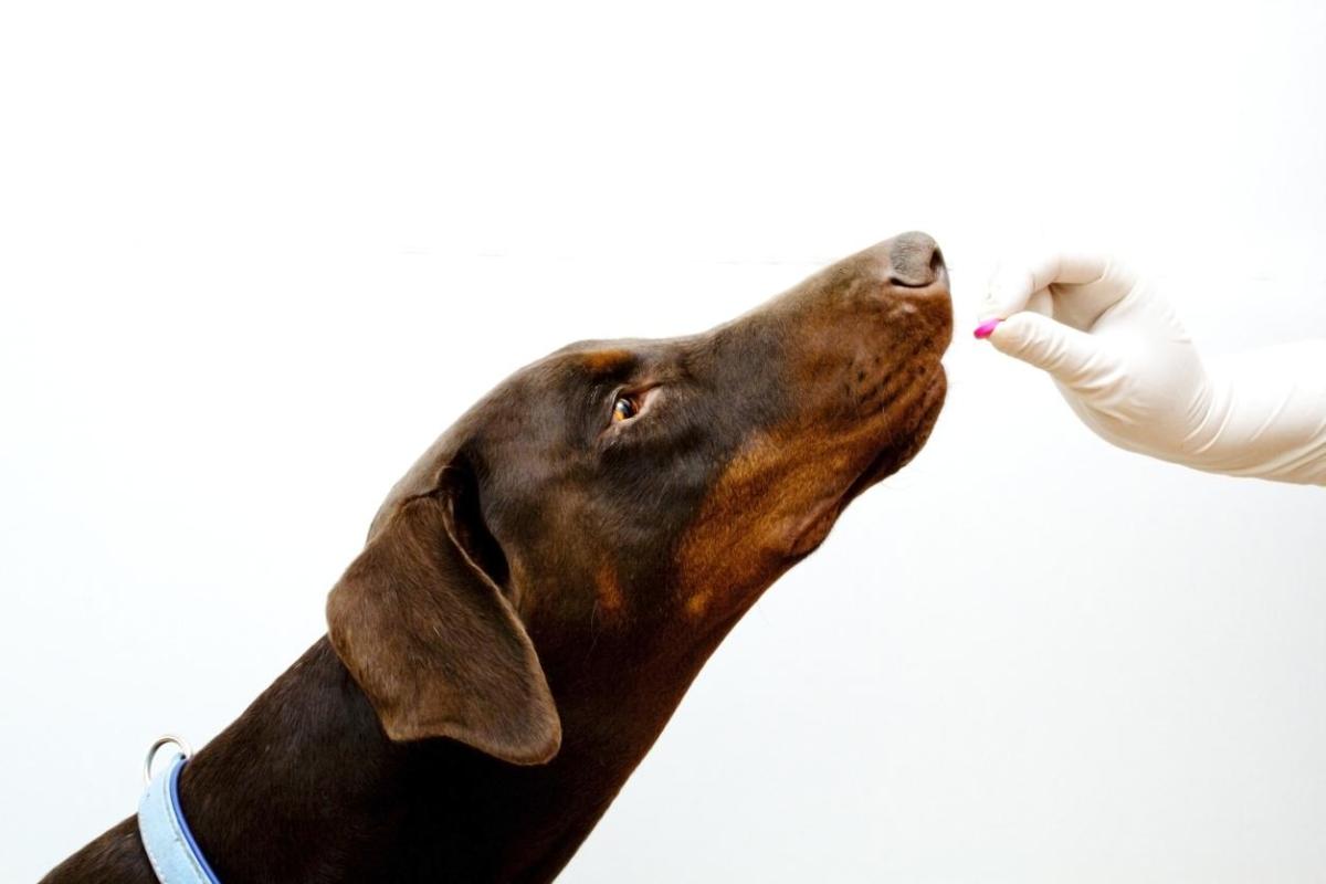Panacur for Dogs - Fenbendazole Uses, Dosage and Side Effects