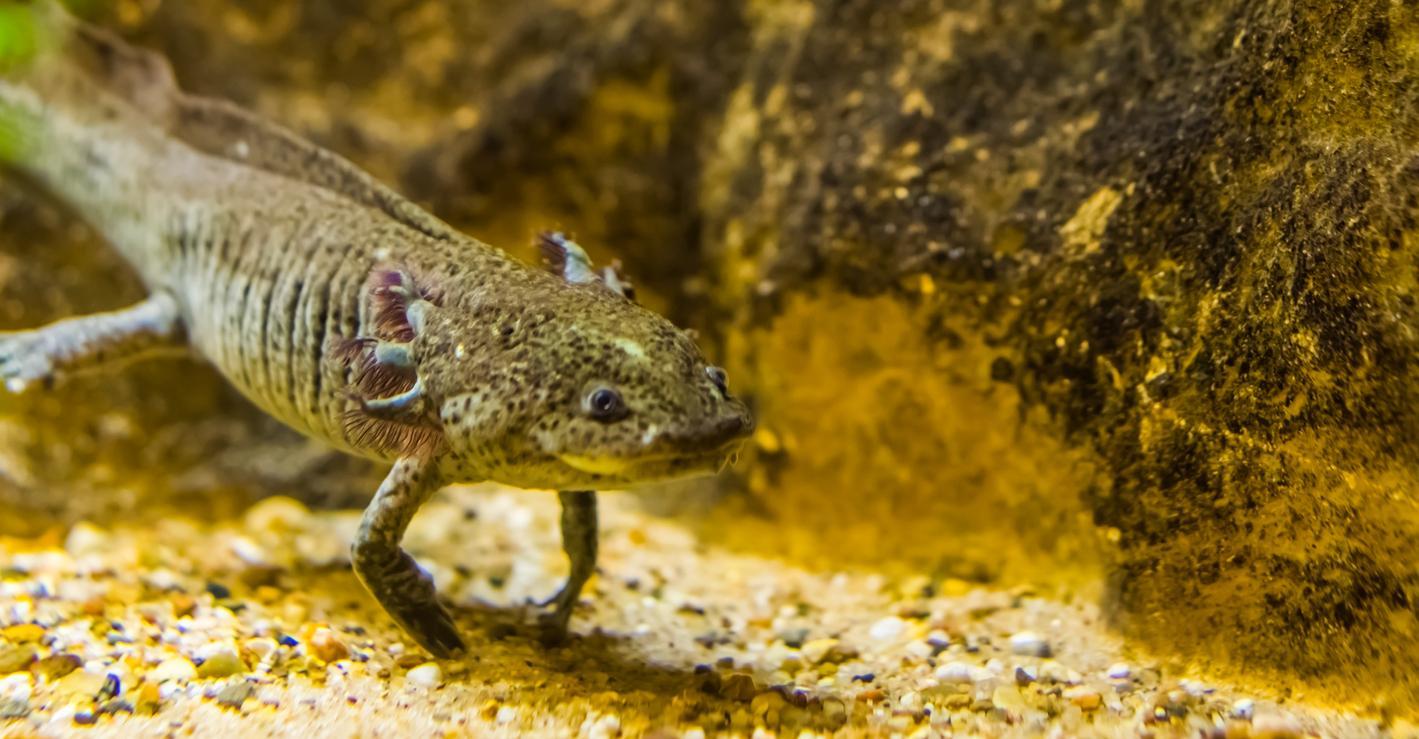 Complete Guide to Axolotl Habitat - Distribution, Threats, and Conservation