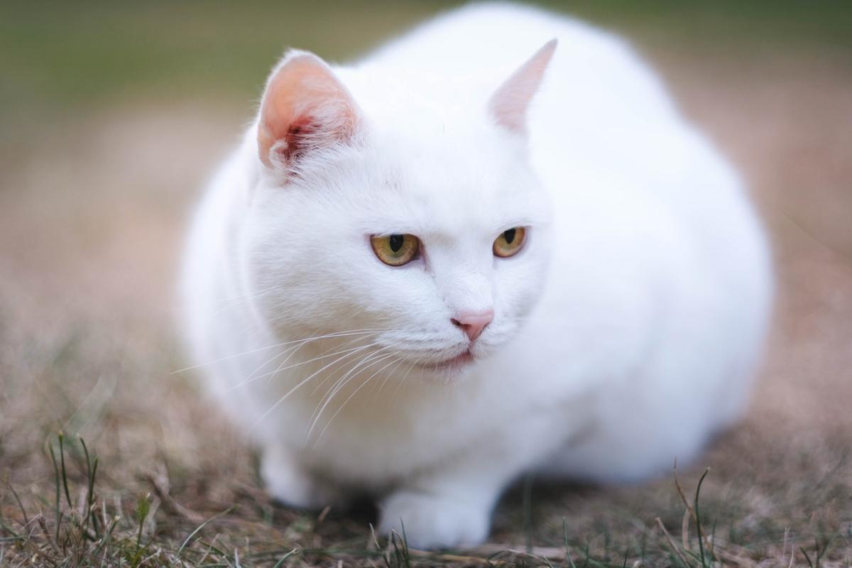 20 White Cat Breeds - Full List