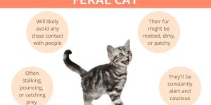 What is a Feral Cat?