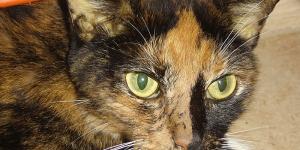 Why Is My Cat's Skin Turning Yellow?