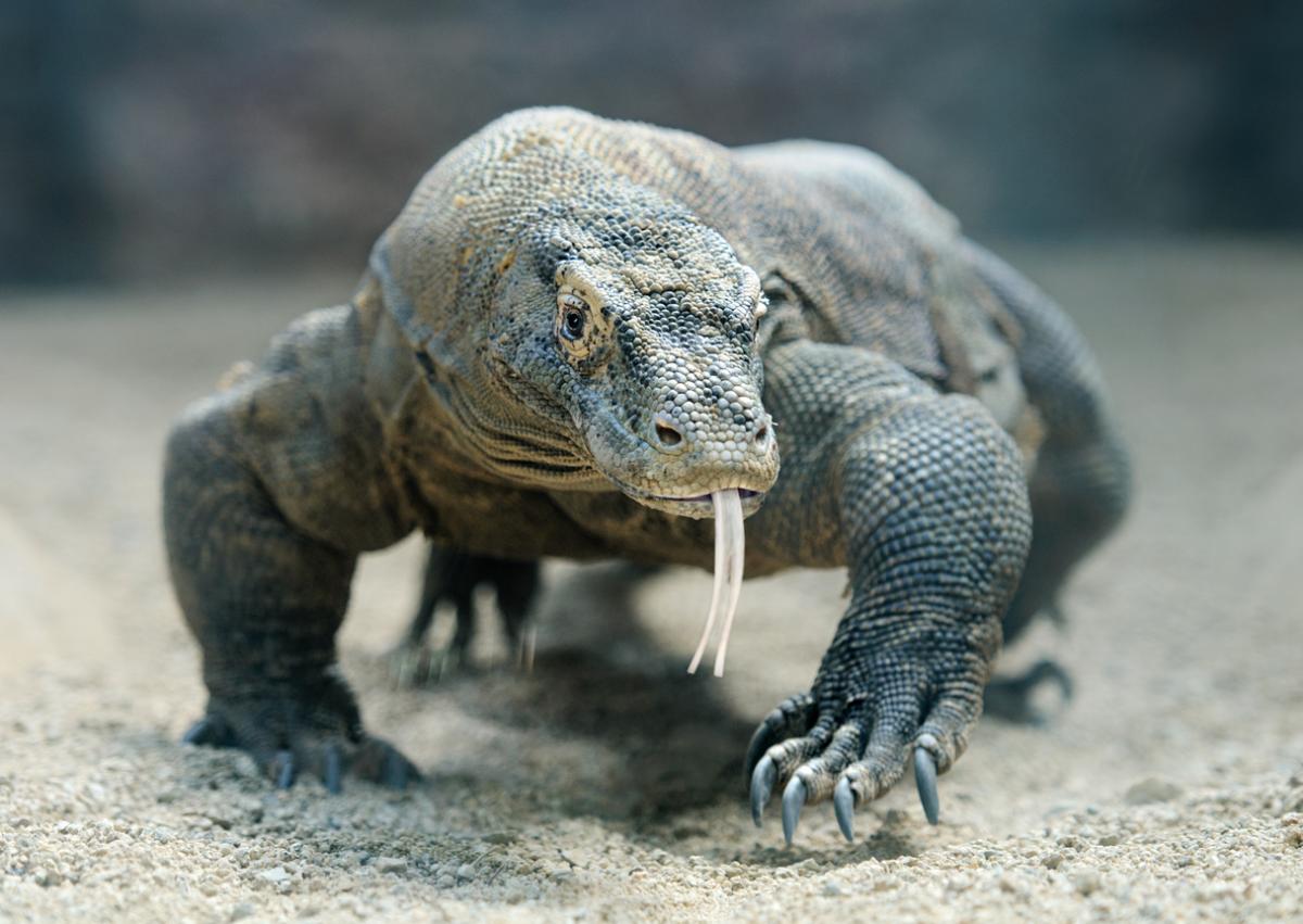 Are Komodo Dragons Venomous?