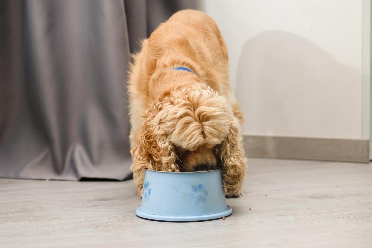 Diet for Dogs With Pancreatitis