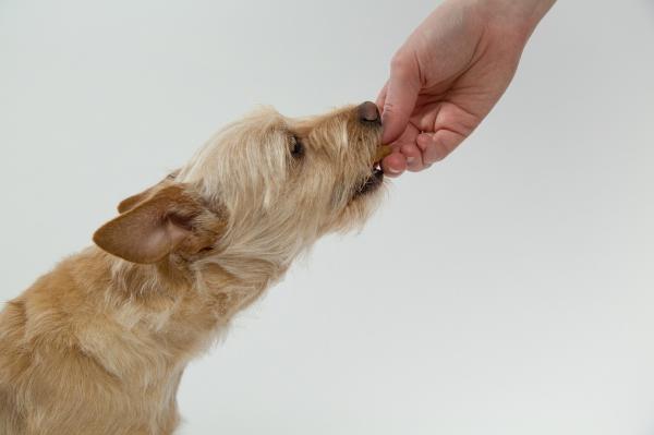 Diet for Dogs With Pancreatitis - Is pancreatitis in dogs curable?