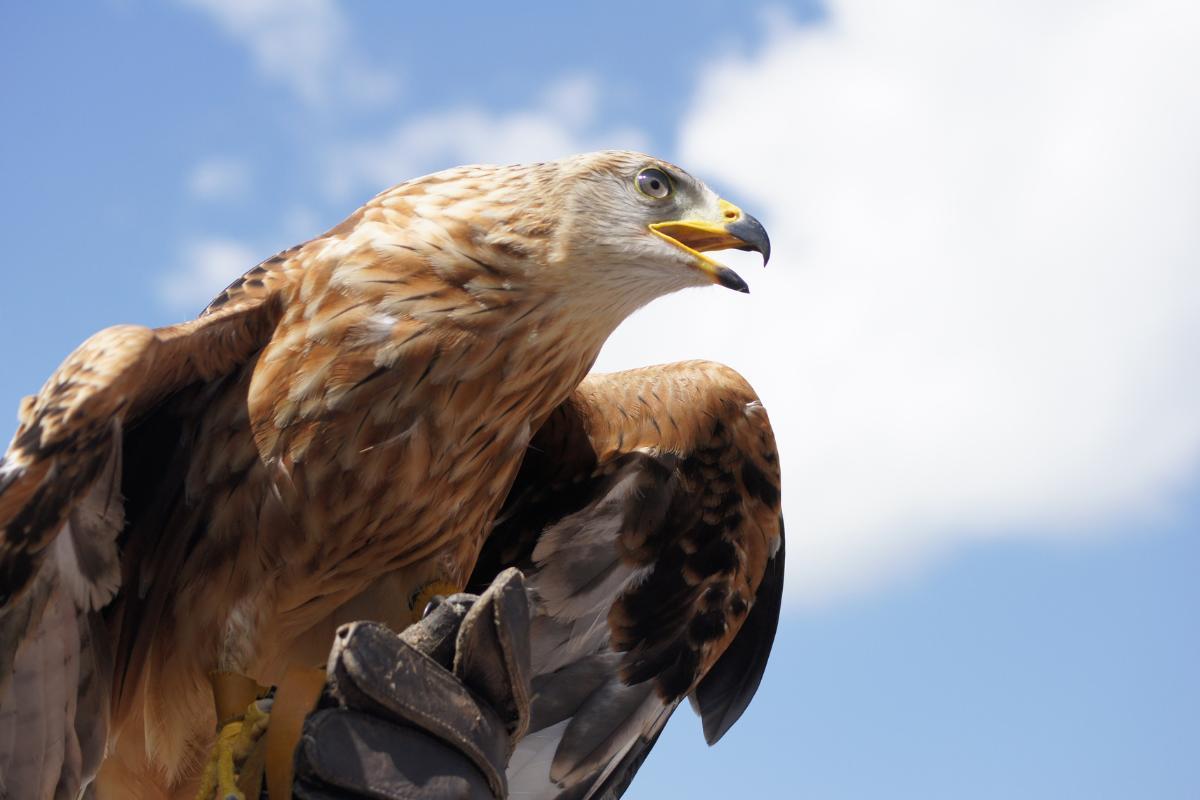 How Long Do Eagles Live?