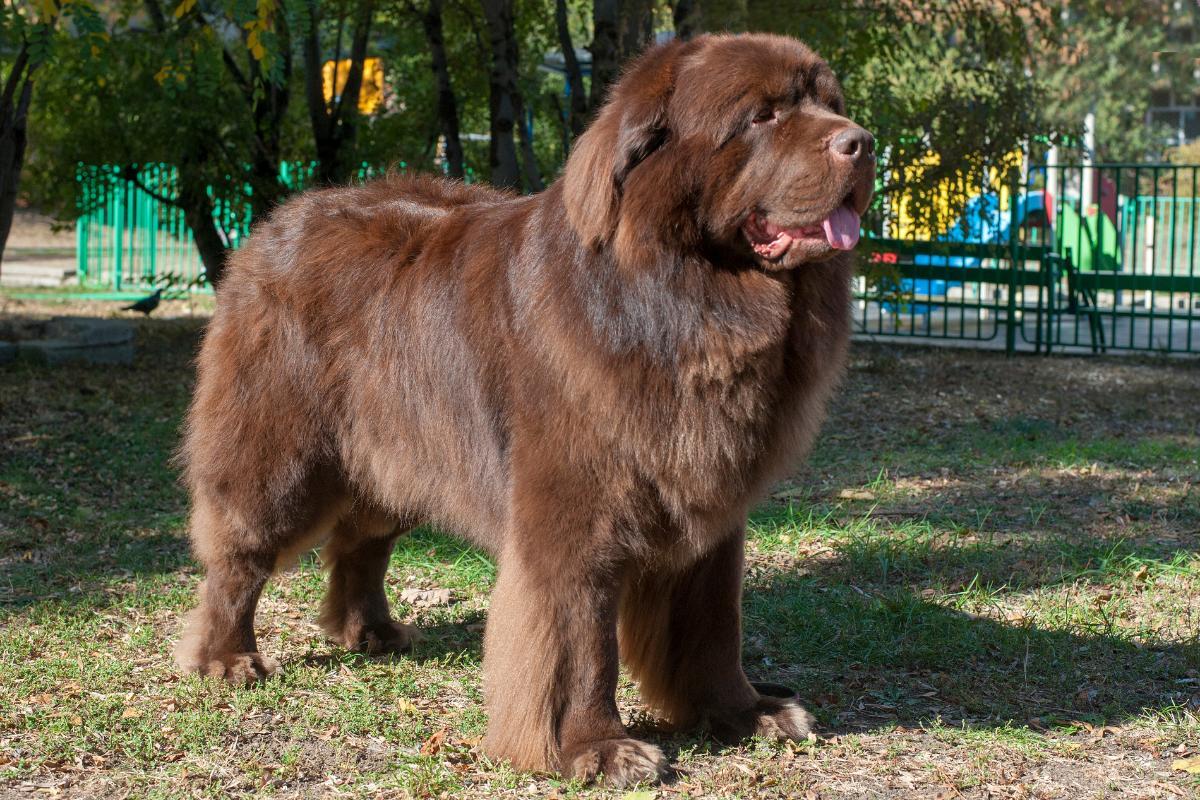 12 Dog Breeds With The Shortest Life Expectancy With Photos 12 Dog Breeds With The Shortest Life Expectancy With Photos