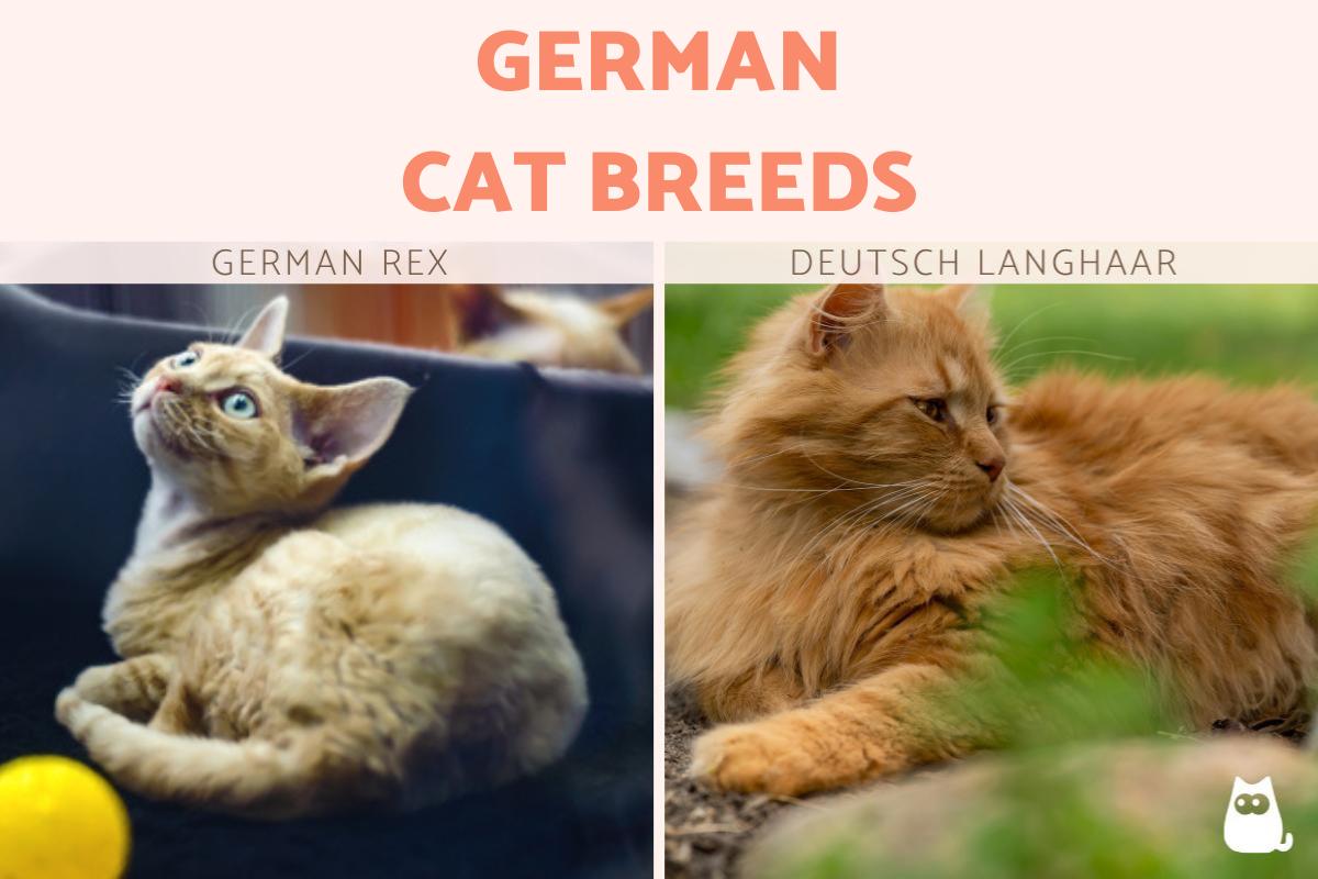 German Cat Breeds