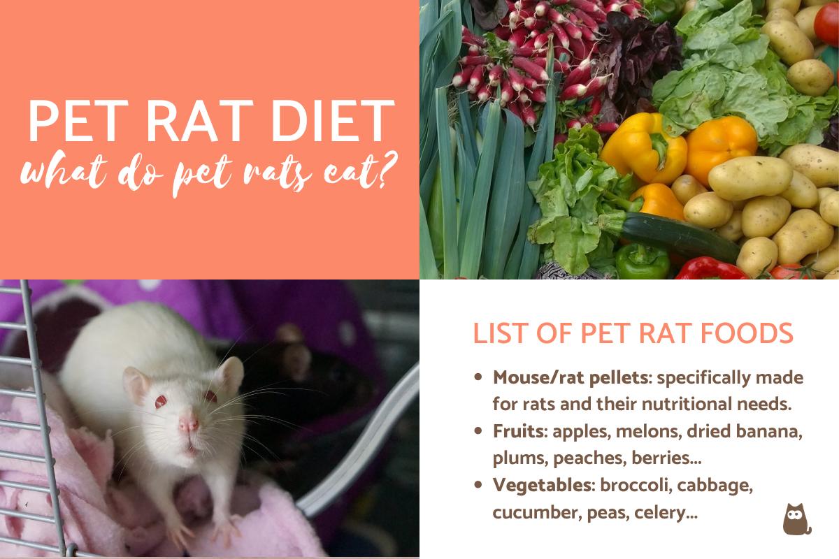 What Can I Feed My Pet Rat?