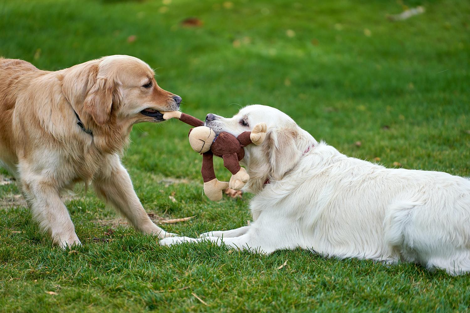 Aggression Between Household Dogs - Causes and What to Do