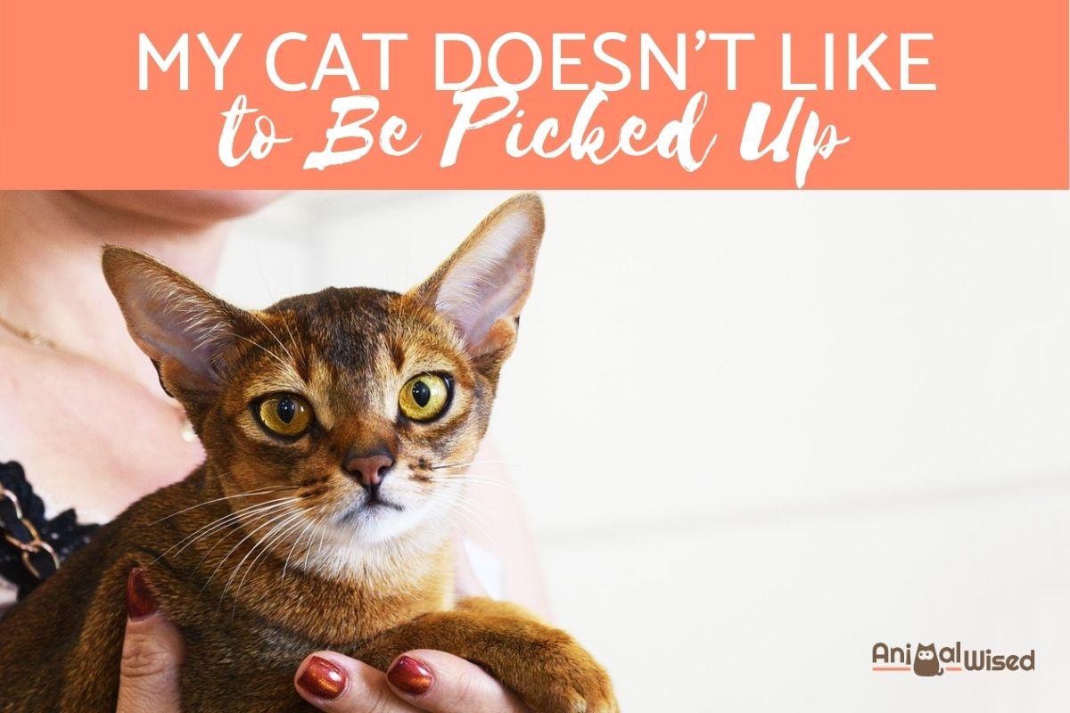 My Cat Doesn't Want to Be Picked Up