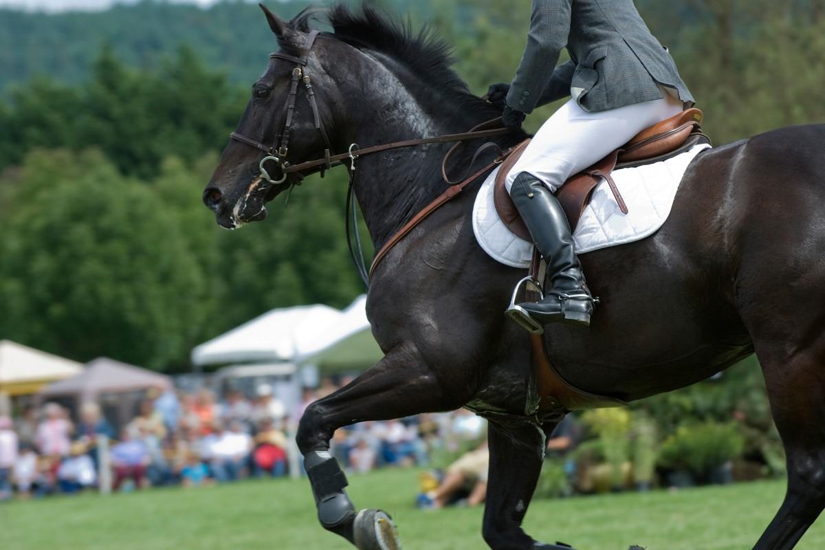 Not Just Horses - Meet True Teammates for the Podium