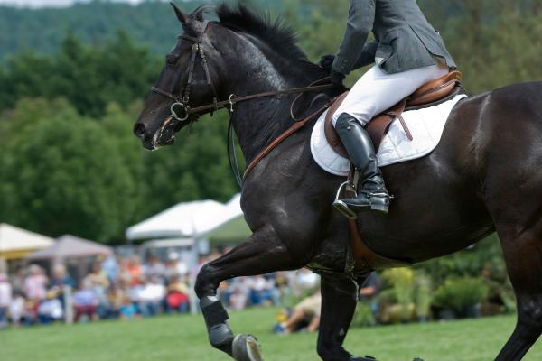 Not Just Horses - Meet True Teammates for the Podium