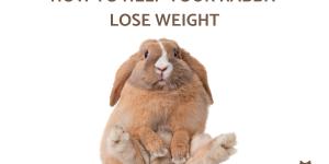 What to Feed My Overweight Rabbit
