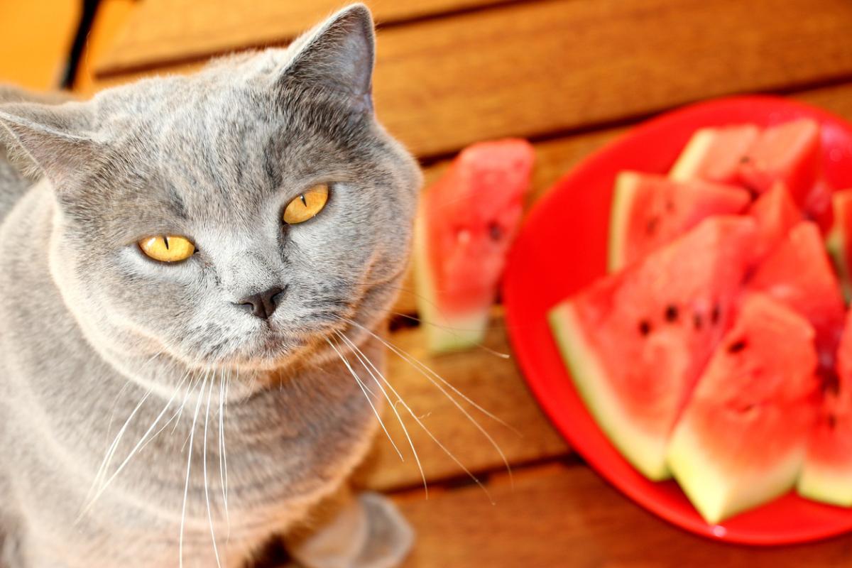 Fruit and Vegetables Cats Can't Eat