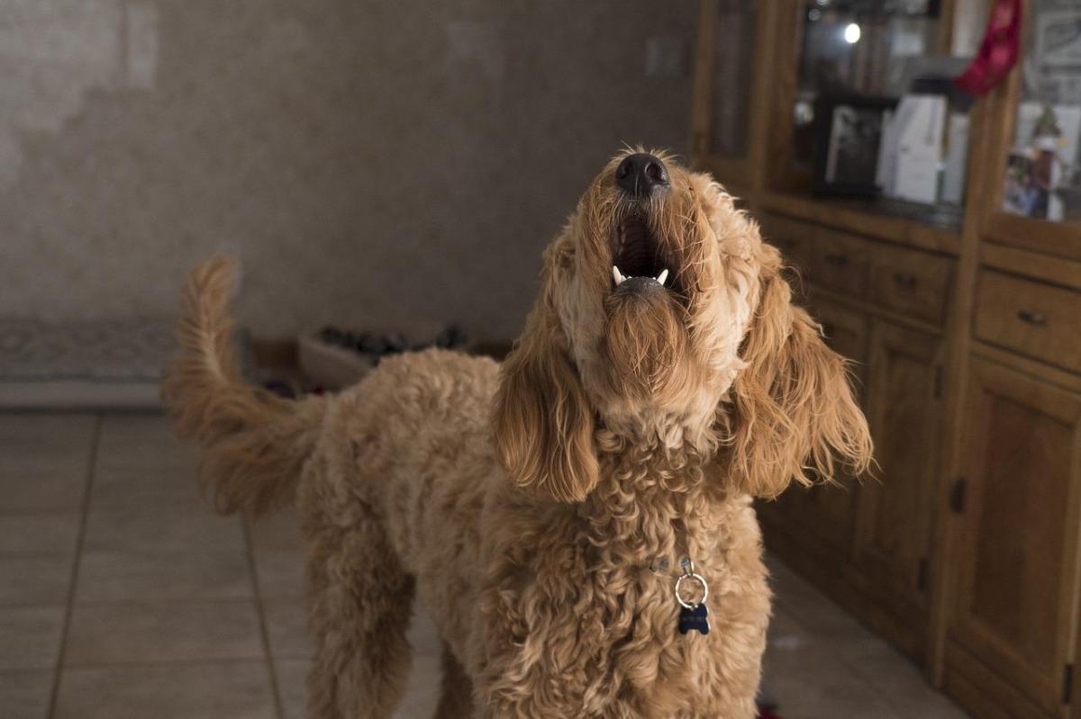 Why Does My Dog Bark at Some Strangers and Not Others?